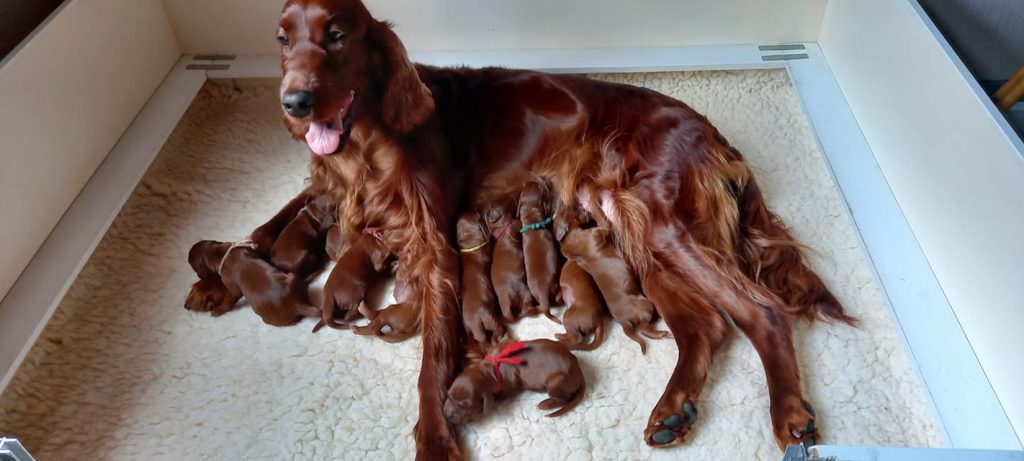 Wat kost een Ierse Setter puppy – nest in de eerste weken