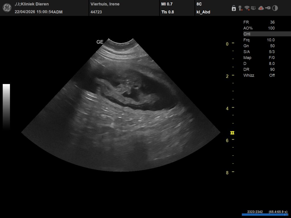 Ierse Setter pups op komst na 3 jaar wachten