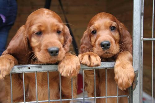 8 weken, rechts is Irene